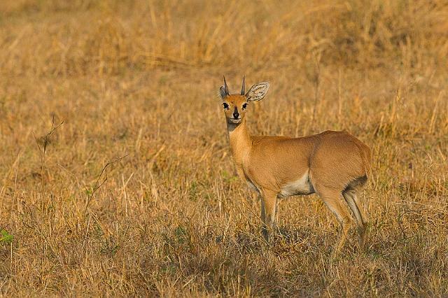 096 Zuid-Afrika, Sabi Sand Game Reserve, steenbok.jpg